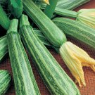 RCY ZUCCHINI COCOZELLE VEGETABLE HEIRLOOM TENDER HIGH YIELDS SQUASH 10 AU SEEDS