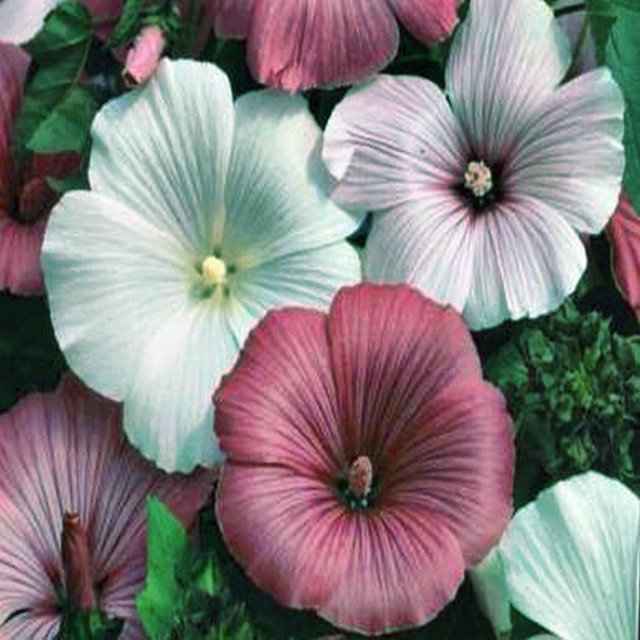 RCY ROSE MALLOW MIXED COLOUR LAVATERA TRIMESTRIS 100 AU SEEDS