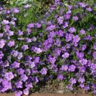 RCY 150 AU SEEDS NIEREMBERGIA PURPLE ROBE FLOWER
