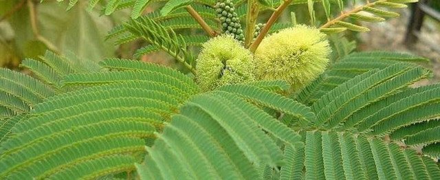 RCY 10 AU SEEDS PLUME ALBIZIA ALBIZIA LOPANTHA FLOWERING TREE