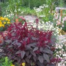 RCY PYGMY TORCH AMARANTHUS EDIBLE FLOWER 100 AU SEEDS