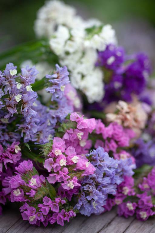 RCY 30 AU SEEDS STATICE PASTEL SHADES MIX FLOWERING COLOURS DRIED FLOWERS