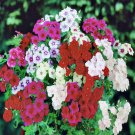 RCY PHLOX DRUMMONDI TALL SCENTED FLOWERS MIXED COLOURS 120 AU SEEDS