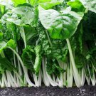RCY SILVERBEET 50 AU SEEDS FORDHOOK LARGE GIANT LEAVES VEGETABLE