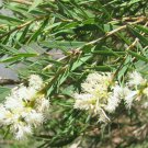 RCY 1250 AU SEEDS SNOW IN SUMMER MELALEUCA LINARIIFOLIA MASSES OF FRAGRANT FLOWERS