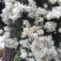 RCY 1250 AU SEEDS SNOW IN SUMMER MELALEUCA LINARIIFOLIA MASSES OF FRAGRANT FLOWERS