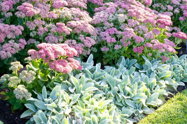 RCY LAMBS EAR FLOWER 50 AU SEEDS DEEP ROSE STACHYS LANATA