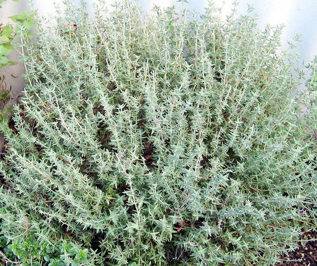 RCY THYME HERB CULINARY 100 AU SEEDS