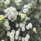 RCY SNOWBALL MATRICARIA FLOWERING LARGE BLOOMS 150 AU SEEDS