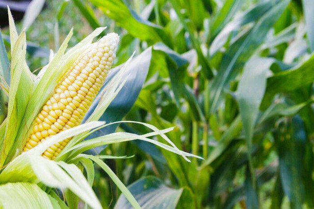 RCY SWEET CORN JOLLY ROGERVEGETABLE SWEET TASTING 10 AU SEEDS
