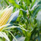 RCY SWEET CORN JOLLY ROGERVEGETABLE SWEET TASTING 10 AU SEEDS