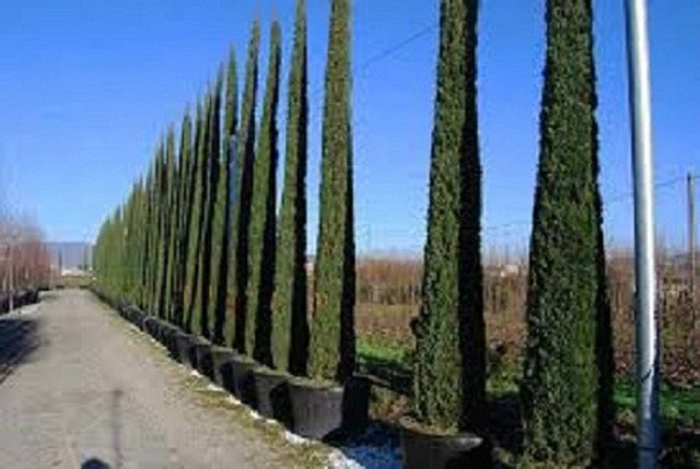 RCY 1250 AU SEEDS ITALIAN PENCIL PINE SEEDS CUPRESSUS SEMPERVIRENS EVERGREEN SCREEN