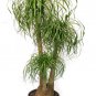 RCY 10 AU SEEDS PONYTAIL PALM BEAUCARNEA RECURVATA INDOOR OUTDOOR