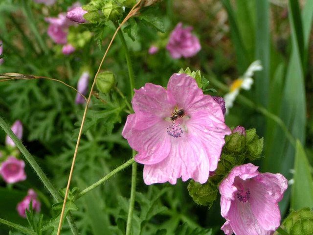 RCY MUSK MALLOW MALVA MOSCHATA ROSEA FRAGRANT 50 AU SEEDS