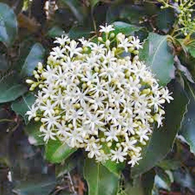 RCY 25 AU SEEDS DIAMOND LEAF PITTOSPORUM FLOWERING TREE PITTOSPORUM RHOMBIFOLIA FRUIT