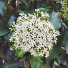 RCY 25 AU SEEDS DIAMOND LEAF PITTOSPORUM FLOWERING TREE PITTOSPORUM RHOMBIFOLIA FRUIT