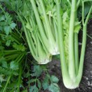 RCY 250 AU SEEDS CELERY TALL UTAH VEGETABLE DISEASE RESISTANCE CRISP AND SWEET