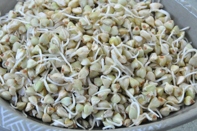RCY MICRO GREEN BUCKWHEAT SPROUTS HEALTH SUPERFOOD MILD FLAVOUR 300 AU SEEDS