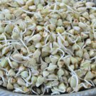 RCY MICRO GREEN BUCKWHEAT SPROUTS HEALTH SUPERFOOD MILD FLAVOUR 300 AU SEEDS