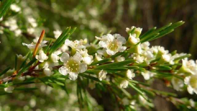 RCY TWIGGY HEATH MYRTLE BAECKEA VIRGATA FLOWERING SHRUB 150 AU SEEDS