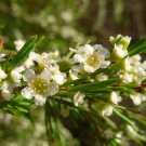 RCY TWIGGY HEATH MYRTLE BAECKEA VIRGATA FLOWERING SHRUB 150 AU SEEDS