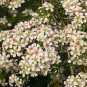RCY TWIGGY HEATH MYRTLE BAECKEA VIRGATA FLOWERING SHRUB 150 AU SEEDS