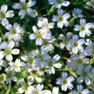 RCY 400 AU SEEDS GYPSOPHILA CONVENT GARDEN FLOWER