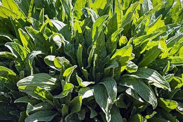 RCY SORREL CULINARY HERB SALADS 100 AU SEEDS