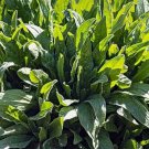 RCY SORREL CULINARY HERB SALADS 100 AU SEEDS