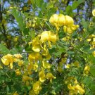 RCY BLADDER SENNA COLUTEA ARBORESCENS NATIVE FLOWERING SHRUB 10 AU SEEDS