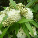 RCY LEMON MYRTLE 250 AU SEEDS BACKHOUSIA CITRIODORA NATIVE FLOWERING SHRUB