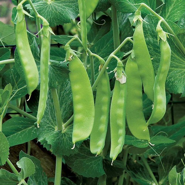 RCY SNOW PEA OREGON SUGAR POD VEGETABLE SWEET 20 AU SEEDS
