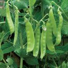 RCY SNOW PEA OREGON SUGAR POD VEGETABLE SWEET 20 AU SEEDS