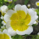 RCY POACHED EGG PLANT LIMNANTHES DOUGLASII GROUNDCOVER 50 AU SEEDS