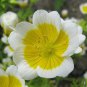 RCY POACHED EGG PLANT LIMNANTHES DOUGLASII GROUNDCOVER 50 AU SEEDS