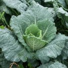 RCY 20 AU SEEDS SAVOY HOTEL CABBAGE VEGETABLE BRASSICA LARGE FRUIT KEEPS WELL