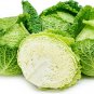 RCY 20 AU SEEDS SAVOY HOTEL CABBAGE VEGETABLE BRASSICA LARGE FRUIT KEEPS WELL