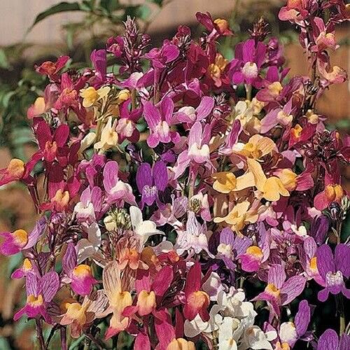 RCY FAIRY FLAX LINARIA NORTHERN LIGHTS FLOWER 1000 AU SEEDS MIXED COLOURS