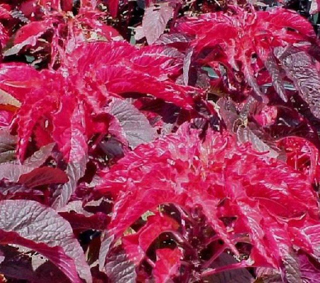 RCY AMARANTHUS MOLTEN FIRE GARDEN POT PATIO ROCKERY CUT FLOWER EDIBLE 100 AU SEEDS