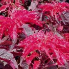 RCY AMARANTHUS MOLTEN FIRE GARDEN POT PATIO ROCKERY CUT FLOWER EDIBLE 100 AU SEEDS