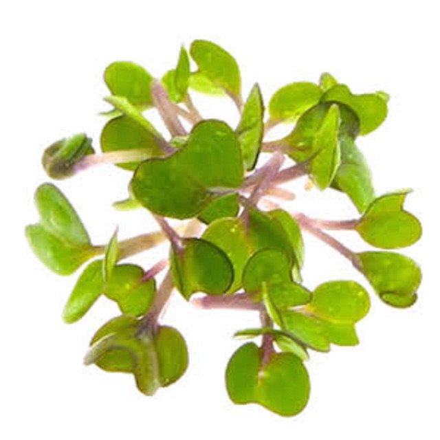 RCY 3 PACK MICRO GREEN VARIETY KALE BROCCOLI CELERY 1500 AU SEEDS