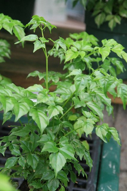 RCY 10 AU SEEDS SERPENT TREE RADERMACHERA SINICA TRUMPET FLOWERS INDOOR OUTDOOR