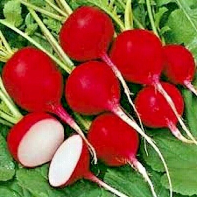 RCY 50 AU SEEDS RADISH CHERRY BELLE VEGETABLE HEIRLOOM GREAT TASTE