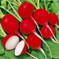 RCY 50 AU SEEDS RADISH CHERRY BELLE VEGETABLE HEIRLOOM GREAT TASTE