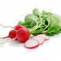 RCY 50 AU SEEDS RADISH CHERRY BELLE VEGETABLE HEIRLOOM GREAT TASTE
