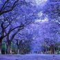 RCY JACARANDA MIMOSIFOLIA TREE 1000 AU SEEDS BLUE TRUMPET SHAPED FLOWERS