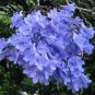 RCY JACARANDA MIMOSIFOLIA TREE 1000 AU SEEDS BLUE TRUMPET SHAPED FLOWERS