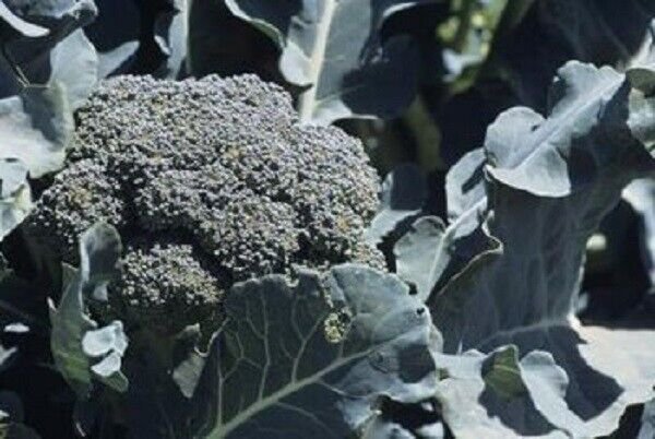 RCY BROCCOLI CALABRESE VEGETABLE 50 AU SEEDS MULTIPLE HEADS MILDER TASTING