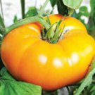 RCY Yellow Brandywine Tomato 50 US Seeds Ct Vegetable HEIRLOOM