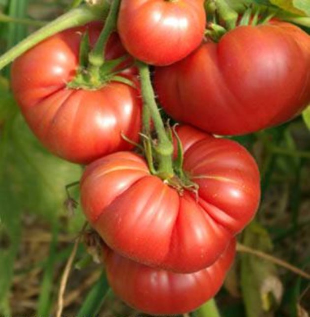 RCY Ponderosa Pink Tomato 50 US Seeds Ct Vegetable HEIRLOOM